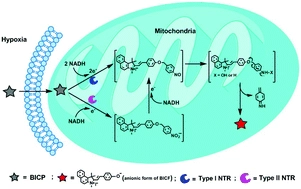 A novel off-on fluorescent probe for sensitive imaging of mitochondria-specific nitroreductase activity in living tumor cells