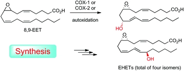 Synthesis of cyclooxygenase metabolites of 8,9-epoxyeicosatrienoic acid (EET): 11- and 15-hydroxy 8,9-EETs