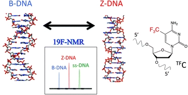 Development of 19F-NMR chemical shift detection of DNA B-Z equilibrium using 19F-NMR