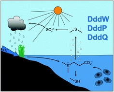 Chemical differentiation of three DMSP lyases from the marine Roseobacter group