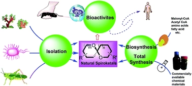 Recent progress in the isolation, bioactivity, biosynthesis, and total synthesis of natural spiroketals