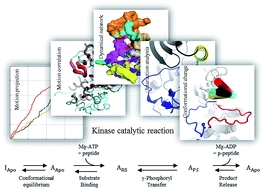 Dynamic, structural and thermodynamic basis of insulin-like growth factor 1 kinase allostery mediated by activation loop phosphorylation