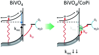 Photocurrent of BiVO4 is limited by surface recombination, not surface catalysis