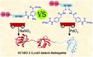 Total chemical synthesis of SUMO-2-Lys63-linked diubiquitin hybrid chains assisted by removable solubilizing tags