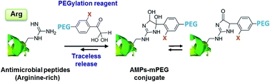 Releasable and traceless PEGylation of arginine-rich antimicrobial peptides