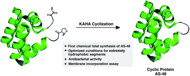 Chemical synthesis of a homoserine-mutant of the antibacterial, head-to-tail cyclized protein AS-48 by [small alpha]-ketoacid-hydroxylamine (KAHA) ligation