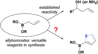 3-Cyanoallyl boronates are versatile building blocks in the synthesis of polysubstituted thiophenes
