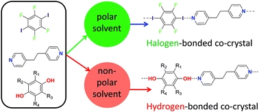 Hydrogen bonding vs. halogen bonding: the solvent decides