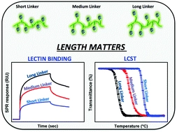 The effect of linker length on ConA and DC-SIGN binding of S-glucosyl functionalized poly(2-oxazoline)s
