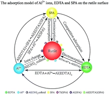The role of EDTA on rutile flotation using Al3+ ions as an activator
