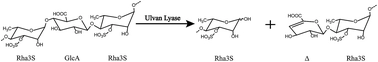 Biochemical characterization of a novel ulvan lyase from Pseudoalteromonas sp. strain PLSV