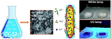 Luminescent biomimetic citrate-coated europium-doped carbonated apatite nanoparticles for use in bioimaging: physico-chemistry and cytocompatibility