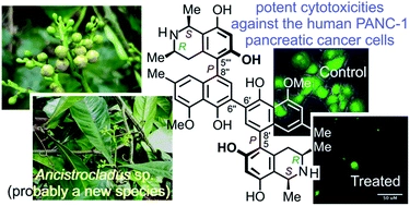 Michellamines A6 and A7, and further mono- and dimeric naphthylisoquinoline alkaloids from a Congolese Ancistrocladus liana and their antiausterity activities against pancreatic cancer cells