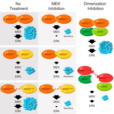 KRAS Dimerization Impacts MEK Inhibitor Sensitivity and Oncogenic Activity of Mutant KRAS
