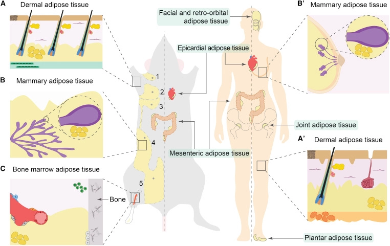 Anatomical, Physiological, and Functional Diversity of Adipose Tissue