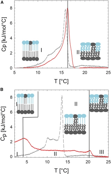 Intrinsic Curvature-Mediated Transbilayer Coupling in Asymmetric Lipid Vesicles