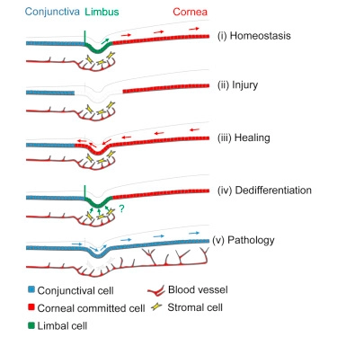 Corneal-Committed Cells Restore the Stem Cell Pool and Tissue Boundary following Injury
