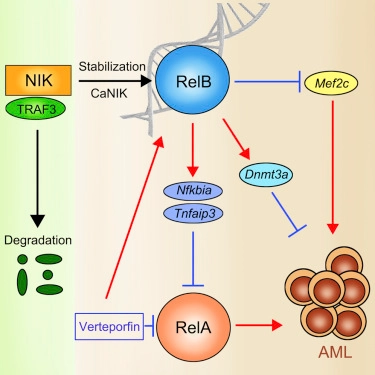 Stabilization of NF-κB-Inducing Kinase Suppresses MLL-AF9-Induced Acute Myeloid Leukemia