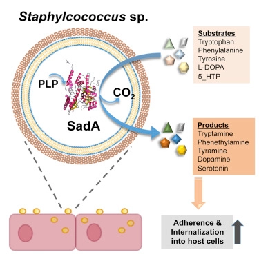 SadA-Expressing Staphylococci in the Human Gut Show Increased Cell Adherence and Internalization
