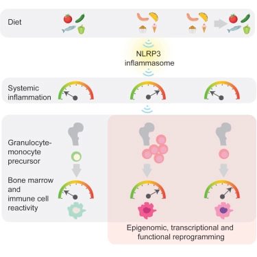 Western Diet Triggers NLRP3-Dependent Innate Immune Reprogramming