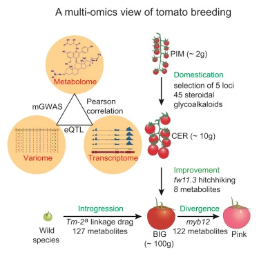 Rewiring of the Fruit Metabolome in Tomato Breeding