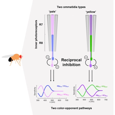 Color Processing in the Early Visual System of Drosophila