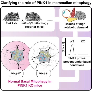 Basal Mitophagy Occurs Independently of PINK1 in Mouse Tissues of High Metabolic Demand