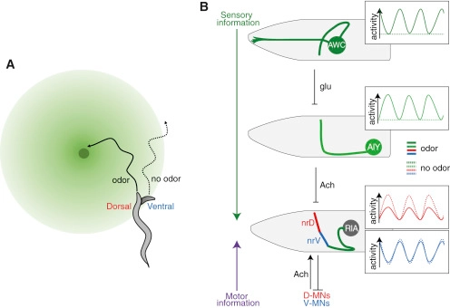 Sensorimotor Integration for Decision Making: How the Worm Steers