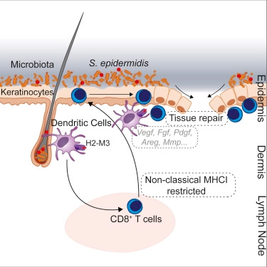 Non-classical Immunity Controls Microbiota Impact on Skin Immunity and Tissue Repair