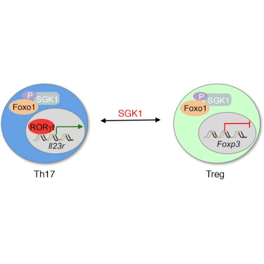 SGK1 Governs the Reciprocal Development of Th17 and Regulatory T Cells