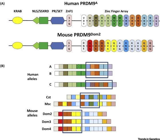 PRDM9 and Its Role in Genetic Recombination