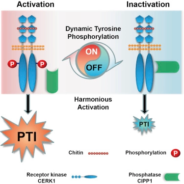 A Tyrosine Phosphorylation Cycle Regulates Fungal Activation of a Plant Receptor Ser/Thr Kinase