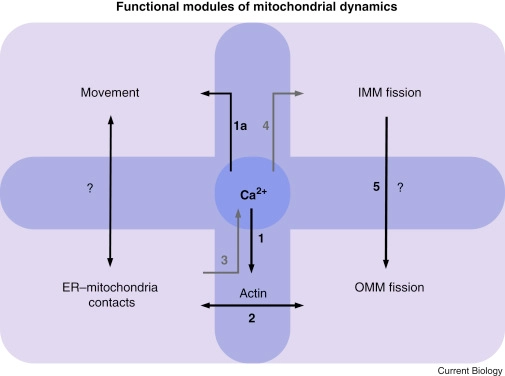 Organelles: The Emerging Signalling Chart of Mitochondrial Dynamics