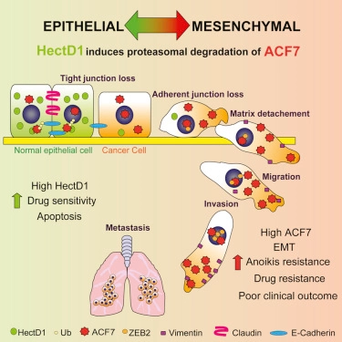 The E3 Ubiquitin Ligase HectD1 Suppresses EMT and Metastasis by Targeting the +TIP ACF7 for Degradation