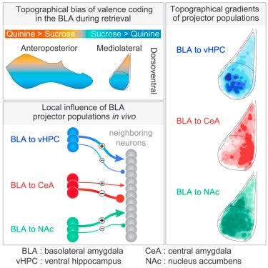 Organization of Valence-Encoding and Projection-Defined Neurons in the Basolateral Amygdala