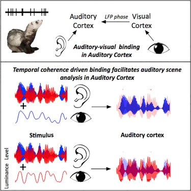 Integration of Visual Information in Auditory Cortex Promotes Auditory Scene Analysis through Multisensory Binding