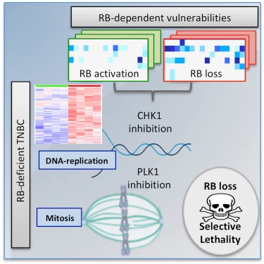 Targeting the Vulnerability of RB Tumor Suppressor Loss in Triple-Negative Breast Cancer