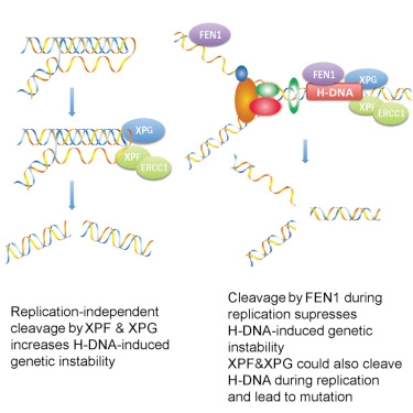 Distinct Mechanisms of Nuclease-Directed DNA-Structure-Induced Genetic Instability in Cancer Genomes