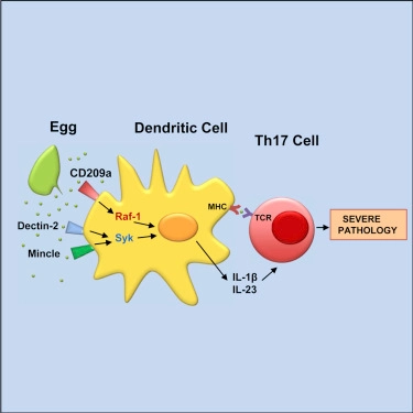 CD209a Synergizes with Dectin-2 and Mincle to Drive Severe Th17 Cell-Mediated Schistosome Egg-Induced Immunopathology