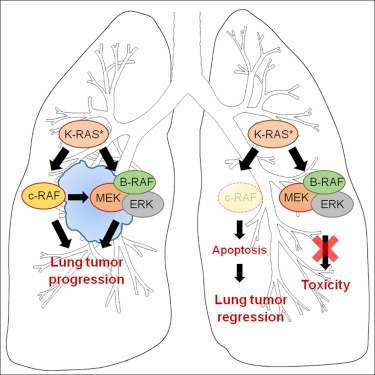 c-RAF Ablation Induces Regression of Advanced Kras/Trp53 Mutant Lung Adenocarcinomas by a Mechanism Independent of MAPK Signaling