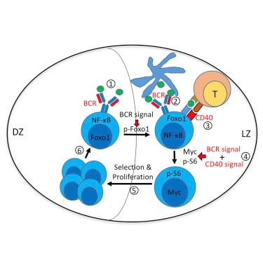 B Cell Receptor and CD40 Signaling Are Rewired for Synergistic Induction of the c-Myc Transcription Factor in Germinal Center B Cells