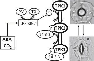 KIN7 Kinase Regulates the Vacuolar TPK1 K+ Channel during Stomatal Closure