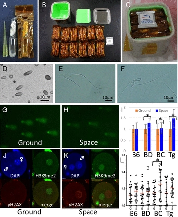 Healthy offspring from freeze-dried mouse spermatozoa held on the International Space Station for 9 months [Agricultural Sciences]
