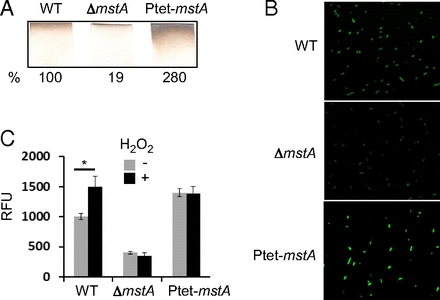 Mechanism of H2S-mediated protection against oxidative stress in Escherichia coli [Biochemistry]