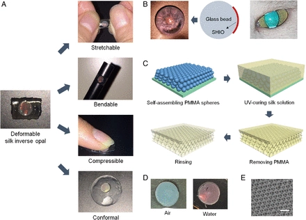 Deformable and conformal silk hydrogel inverse opal [Applied Physical Sciences]