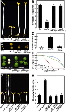 Phosphorylation and negative regulation of CONSTITUTIVELY PHOTOMORPHOGENIC 1 by PINOID in Arabidopsis [Plant Biology]