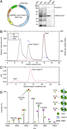 Spacer capture and integration by a type I-F Cas1-Cas2-3 CRISPR adaptation complex [Biochemistry]