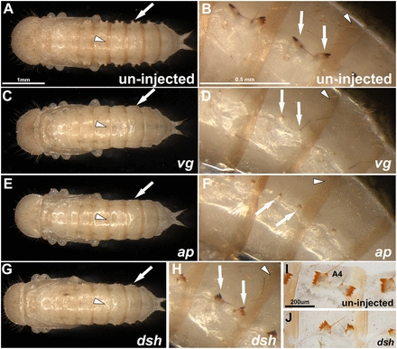 Dual evolutionary origin of insect wings supported by an investigation of the abdominal wing serial homologs in Tribolium [Evolution]