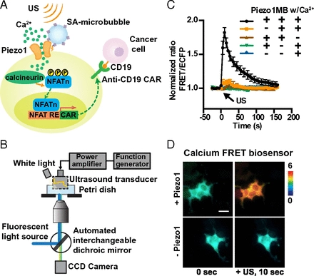 Mechanogenetics for the remote and noninvasive control of cancer immunotherapy [Cell Biology]