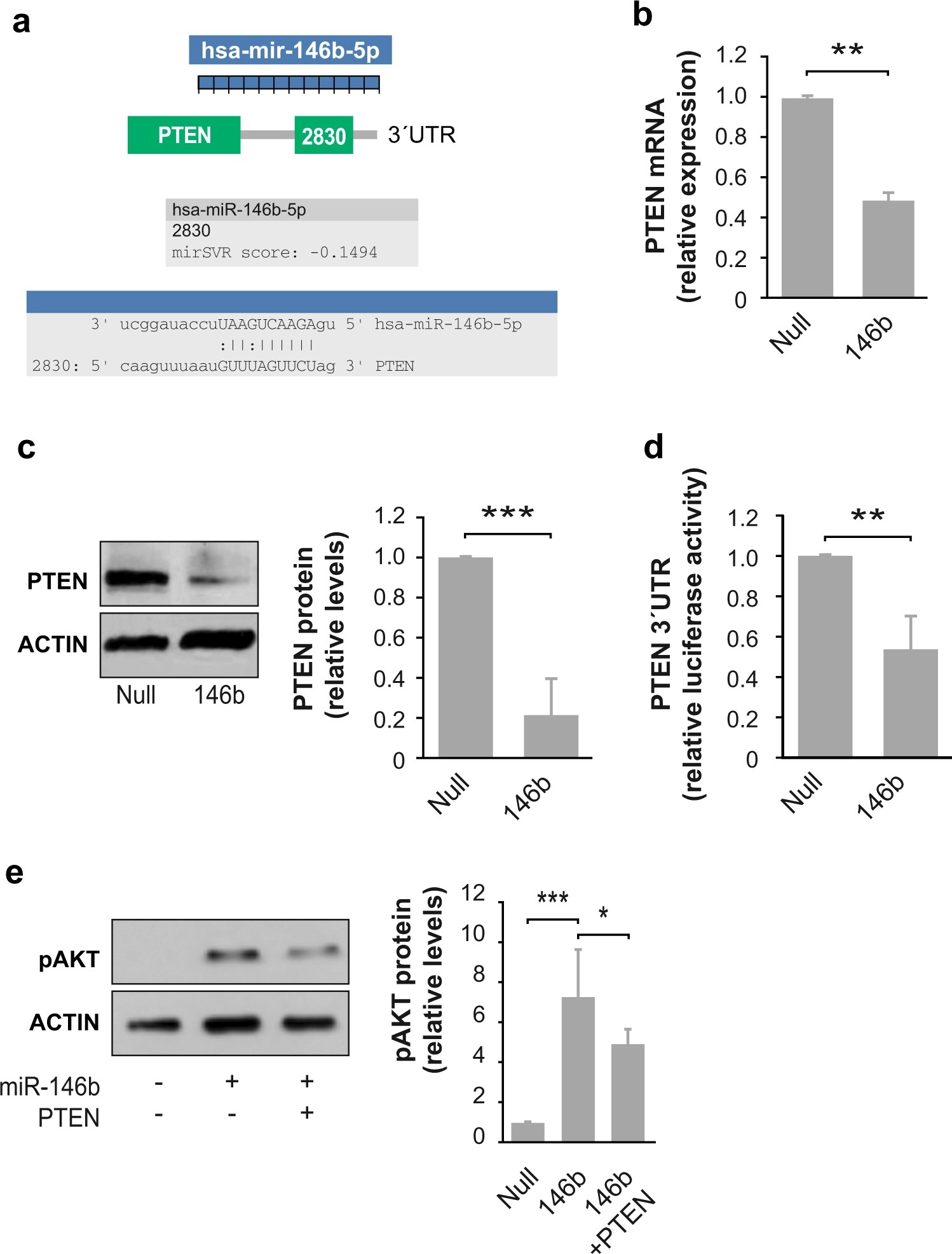 MicroRNA-146b promotes PI3K/AKT pathway hyperactivation and thyroid cancer progression by targeting PTEN